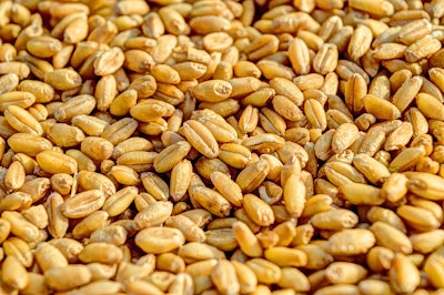 Wheat 381848 960 7206