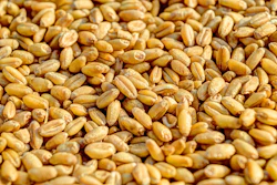 Wheat 381848 960 7207