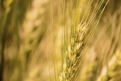 Wheat 5011277 1920