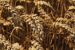 Wheat 609898 340
