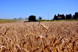 Wheat 862919 960 720