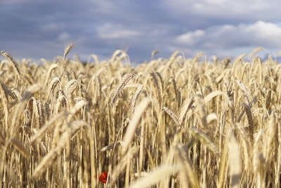 Wheat field 5392067 19201