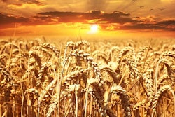 Wheat field 640960 340