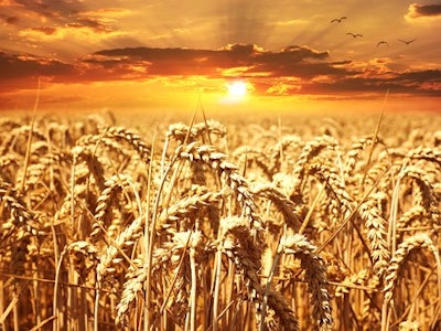 Wheat field 640960 340