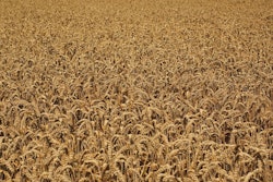 Wheat field