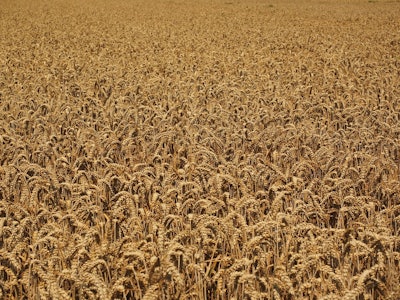 Wheat field