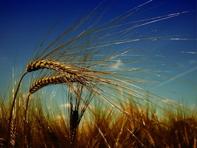 Wheat1