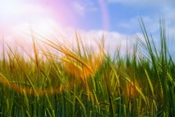 Wheat2