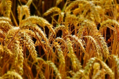 Wheat field