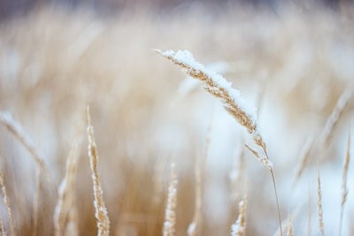 Wheat snow