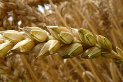Wheat wheat field cereals