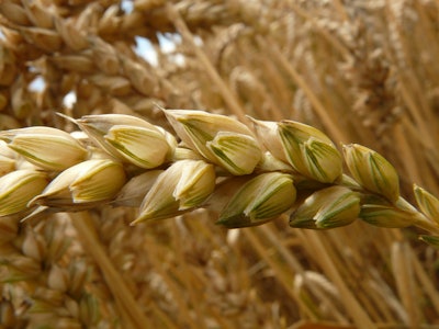 Wheat wheat field cereals