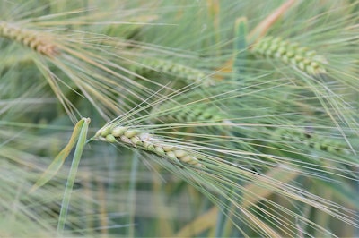 Winter wheat1