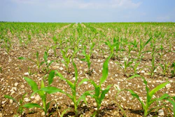 Young corn