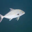 Greater Amberjack – Redsea Wreck