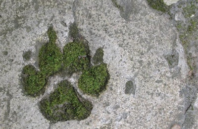 Are consumers willing to pay more for pet food and treats with sustainable claims? | (Ikitano l iStock.com)
