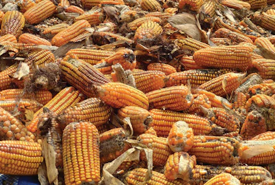 Beyond mycotoxin exposure, other environmental or feed stressors may contribute to an animal’s diminishing health and productivity. (kowit1982 | AdobeStock.com)