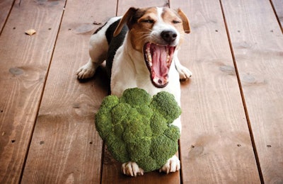 Cruciferous vegetables do find their way into pet foods, but their health claims are based largely on human food research rather than the little-available pet research. | (Kira_Yan I Shutterstock.com)