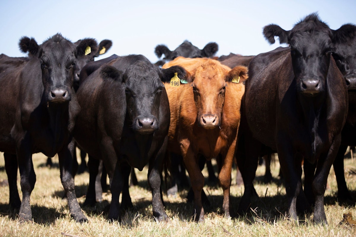 Alternative Feed Options for Beef Cattle