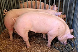 Pigs Swine Lnh G3 E Sn 1539 1134
