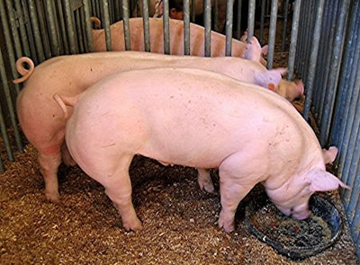 Pigs Swine Lnh G3 E Sn 1539 1134
