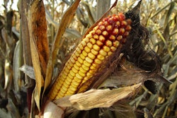 Corn 1794085 1920