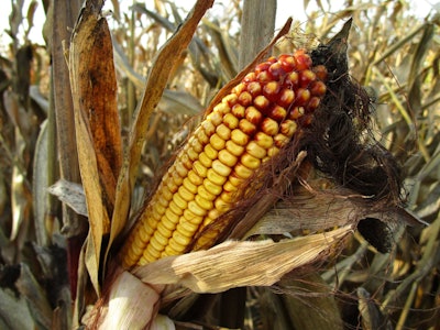 Corn 1794085 1920