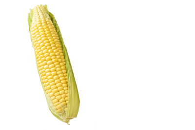 Corn 3593733 1920