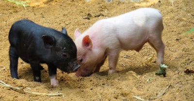 Piglets pig