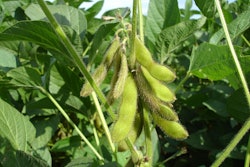 Soybeans in field