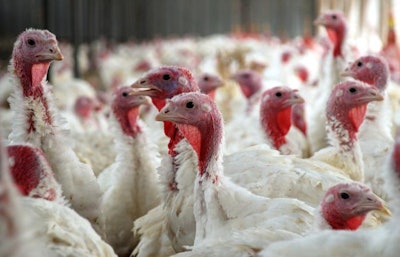 (Tertman I Shutterstock.com)