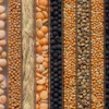 Brock Sponsored Content Feb 2021 grainseeds