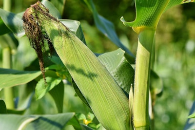 Corn corn on the cob VIA PIXABAY Feb 2021