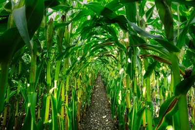 Corn cornfield