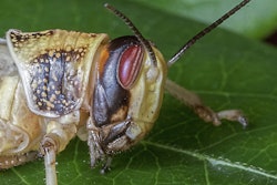 Desert locust VIA PIXABAY Feb 2021