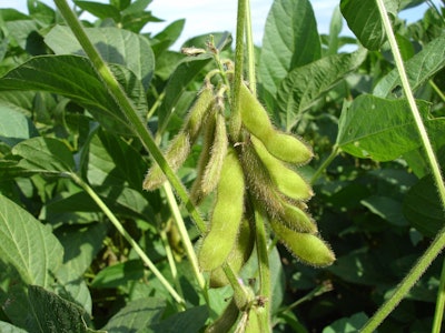 Soy soybean soybeans VIA PIXABAY Feb 2021