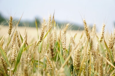 Wheat field VIA PEXELS feb 2021
