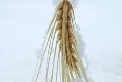 Wheat snow freeze via pixabay Feb 2021