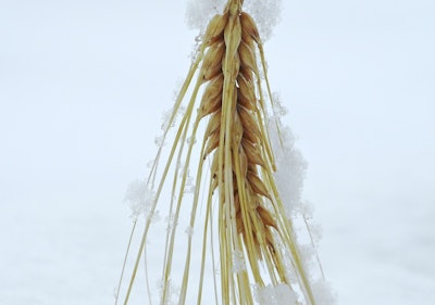 Wheat snow freeze via pixabay Feb 2021