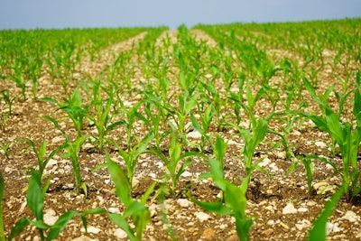 Young corn growing field planting VIA PIXABAY Feb 2021