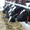 cows