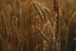 WHEAT VIA PEXELS MARCH 2021