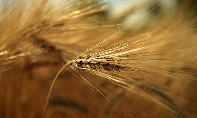 Barley VIA P Ixabay March 2021