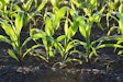 Corn Young plant corn field VIA PIXABAY Mar 2021