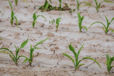 Cornfield baby corn planting dry VIA PIXABAY mar 2021