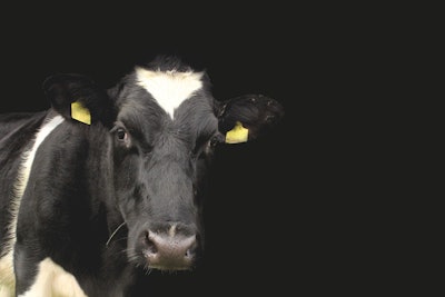 Dairy cow VIA Pixabay MARCH 2021