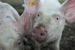 Pig VIA PEXELS march 2021