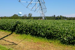Soybean field VIA PEXELS March 2021 Photo by Mark Stebnicki