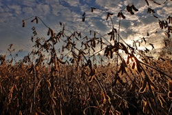 Soybeans field harvest VIA PIXABAY Mar 2021