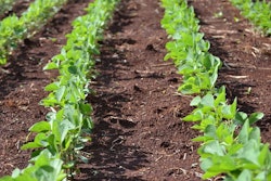 Soybeans field young VIA PIXABAY march 2021